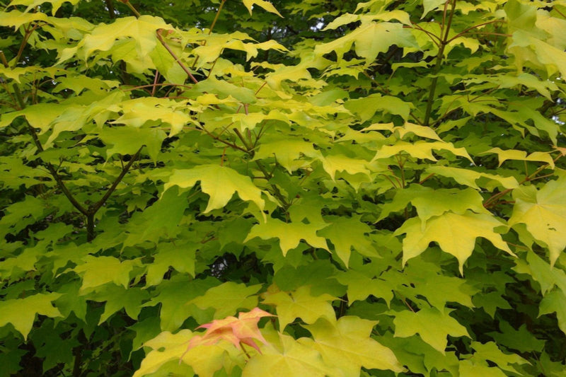 Acer longipes 'Gold Coin' Seedling Golden Maple