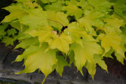 - Acer longipes 'Gold Coin' Golden Maple - Mr Maple │ Buy Japanese Maple Trees