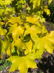 - Acer longipes 'Gold Coin' Golden Maple - Mr Maple │ Buy Japanese Maple Trees
