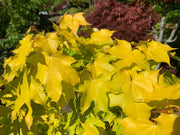 - Acer longipes 'Gold Coin' Golden Maple - Mr Maple │ Buy Japanese Maple Trees