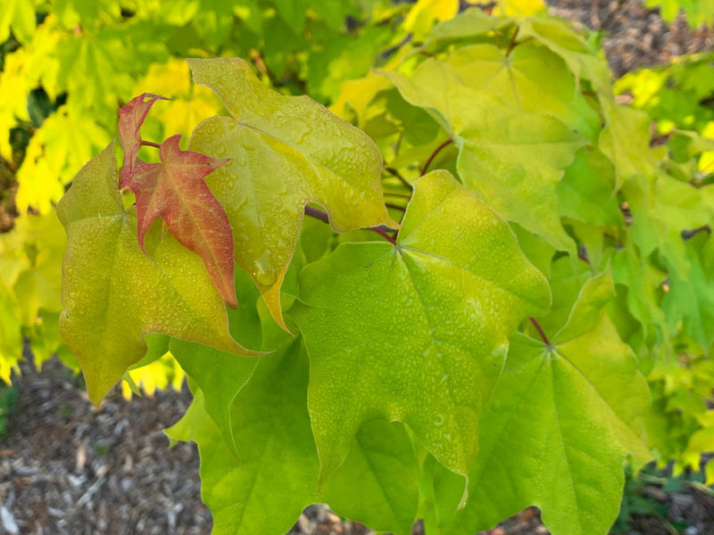 - Acer longipes 'Gold Coin' Golden Maple - Mr Maple │ Buy Japanese Maple Trees