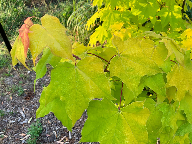 - Acer longipes 'Gold Coin' Golden Maple - Mr Maple │ Buy Japanese Maple Trees