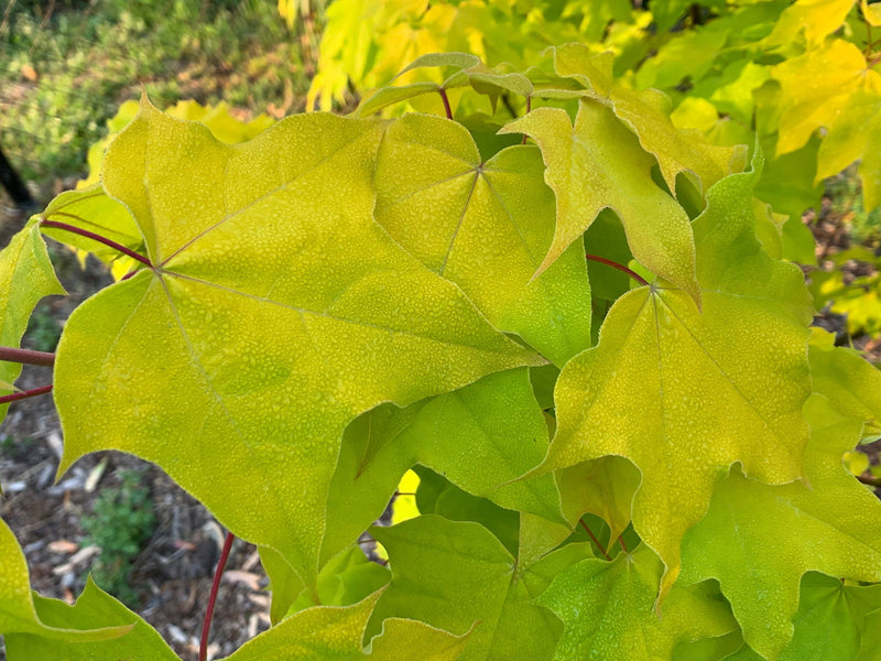 - Acer longipes 'Gold Coin' Golden Maple - Mr Maple │ Buy Japanese Maple Trees
