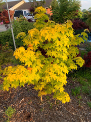 - Acer longipes 'Gold Coin' Golden Maple - Mr Maple │ Buy Japanese Maple Trees