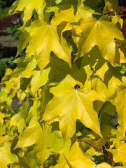- Acer longipes 'Gold Coin' Golden Maple - Mr Maple │ Buy Japanese Maple Trees