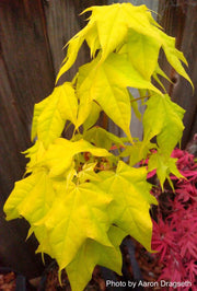 - Acer longipes 'Gold Coin' Golden Maple - Mr Maple │ Buy Japanese Maple Trees