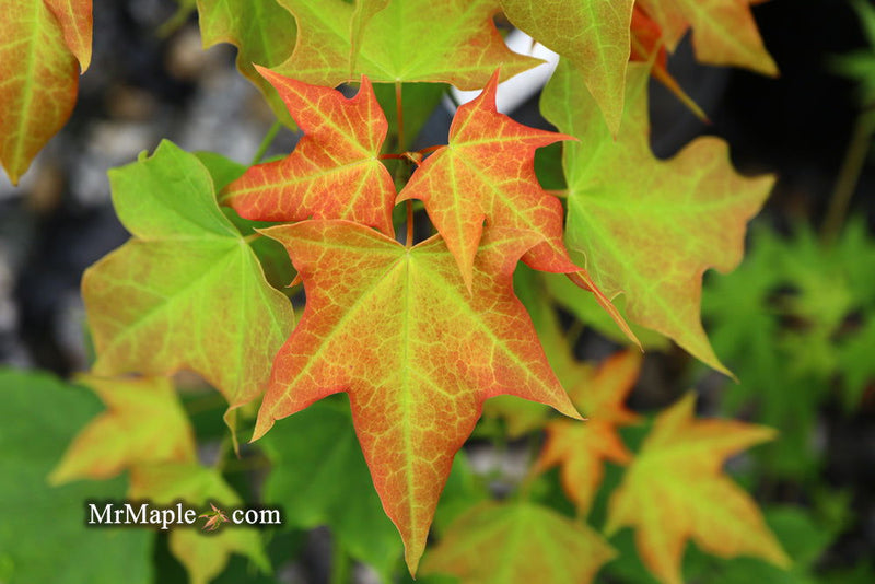 - Acer longipes 'Gold Coin' Golden Maple - Mr Maple │ Buy Japanese Maple Trees