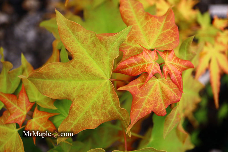 - Acer longipes 'Gold Coin' Golden Maple - Mr Maple │ Buy Japanese Maple Trees