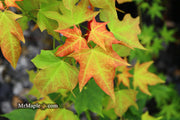 - Acer longipes 'Gold Coin' Golden Maple - Mr Maple │ Buy Japanese Maple Trees