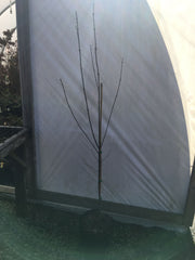 - Acer longipes ssp longipes Chinese Maple - Mr Maple │ Buy Japanese Maple Trees