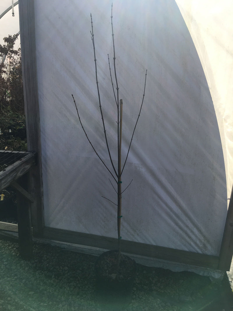 - Acer longipes ssp longipes Chinese Maple - Mr Maple │ Buy Japanese Maple Trees