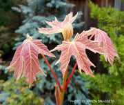 - Acer macrophyllum 'Mocha Rose' Japanese Maple - Mr Maple │ Buy Japanese Maple Trees