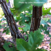 - Acer miyabei ssp miaotaiense - Miaotai Maple - Mr Maple │ Buy Japanese Maple Trees