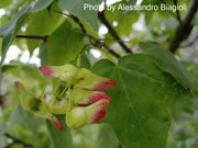 - Acer miyabei ssp miaotaiense - Miaotai Maple - Mr Maple │ Buy Japanese Maple Trees