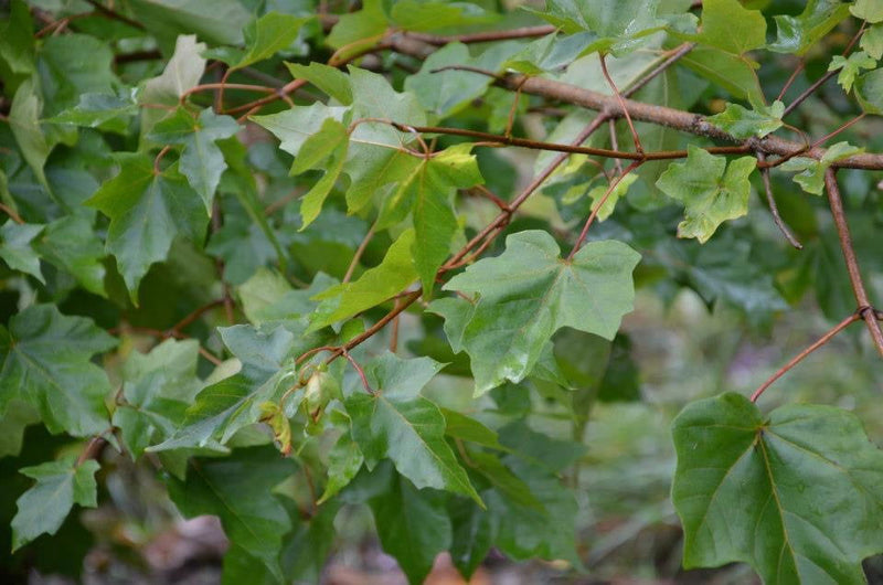 - Acer miyabei ssp miaotaiense - Miaotai Maple - Mr Maple │ Buy Japanese Maple Trees