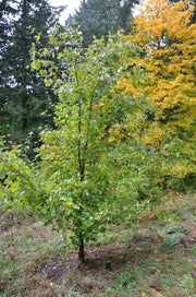 - Acer miyabei ssp miaotaiense - Miaotai Maple - Mr Maple │ Buy Japanese Maple Trees