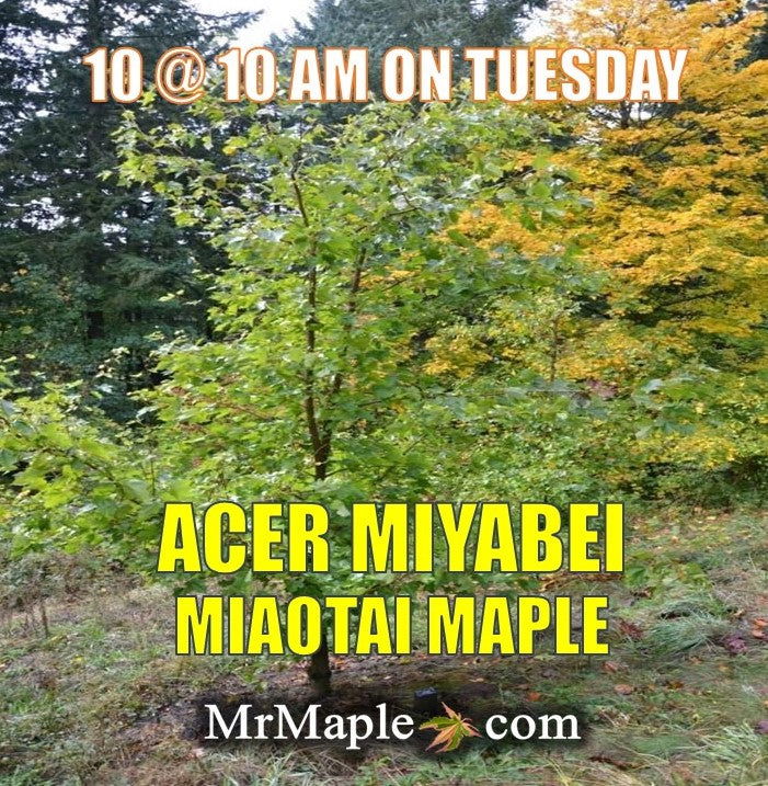 - Acer miyabei ssp miaotaiense - Miaotai Maple - Mr Maple │ Buy Japanese Maple Trees