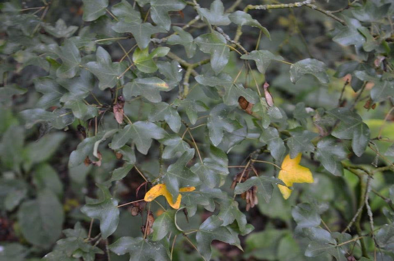 - Acer monspessulanum ssp monspessulanum Mediterranean Maple - Mr Maple │ Buy Japanese Maple Trees