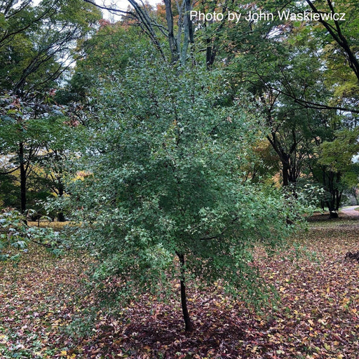 - Acer monspessulanum ssp monspessulanum Mediterranean Maple - Mr Maple │ Buy Japanese Maple Trees