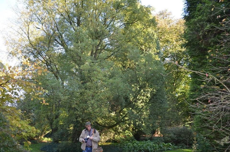 - Acer monspessulanum ssp monspessulanum Mediterranean Maple - Mr Maple │ Buy Japanese Maple Trees