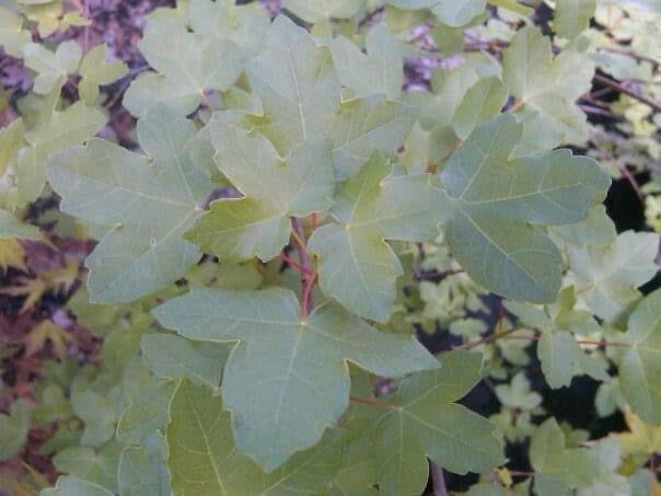 - Acer monspessulanum ssp monspessulanum Mediterranean Maple - Mr Maple │ Buy Japanese Maple Trees