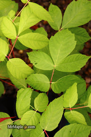 - Acer negundo 'Electric Avenue' Rare Japanese Maple - Mr Maple │ Buy Japanese Maple Trees