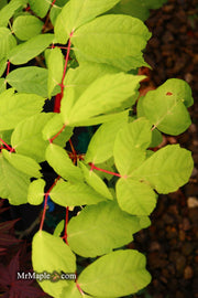 - Acer negundo 'Electric Avenue' Rare Japanese Maple - Mr Maple │ Buy Japanese Maple Trees