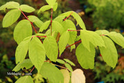 - Acer negundo 'Electric Avenue' Rare Japanese Maple - Mr Maple │ Buy Japanese Maple Trees
