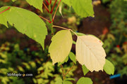 - Acer negundo 'Electric Avenue' Rare Japanese Maple - Mr Maple │ Buy Japanese Maple Trees