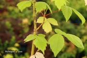 - Acer negundo 'Electric Avenue' Rare Japanese Maple - Mr Maple │ Buy Japanese Maple Trees
