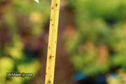 - Acer negundo 'Electric Avenue' Rare Japanese Maple - Mr Maple │ Buy Japanese Maple Trees