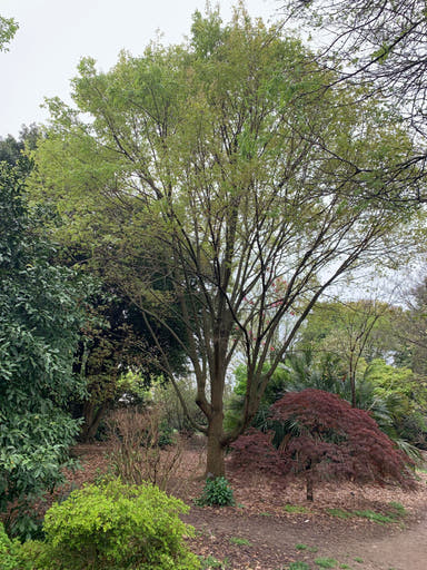 - Acer oblongum Rare Chinese Semi Evergreen Maple - Mr Maple │ Buy Japanese Maple Trees