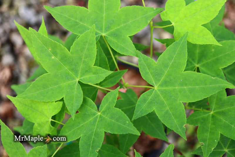 - Acer olivaceum Rare Chinese Olive Maple - Mr Maple │ Buy Japanese Maple Trees