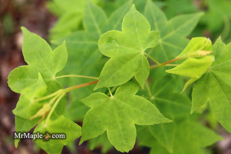 - Acer olivaceum Rare Chinese Olive Maple - Mr Maple │ Buy Japanese Maple Trees