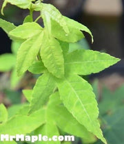 - Acer olivaceum Rare Chinese Olive Maple - Mr Maple │ Buy Japanese Maple Trees