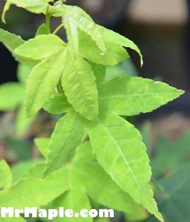 - Acer olivaceum Rare Chinese Olive Maple - Mr Maple │ Buy Japanese Maple Trees