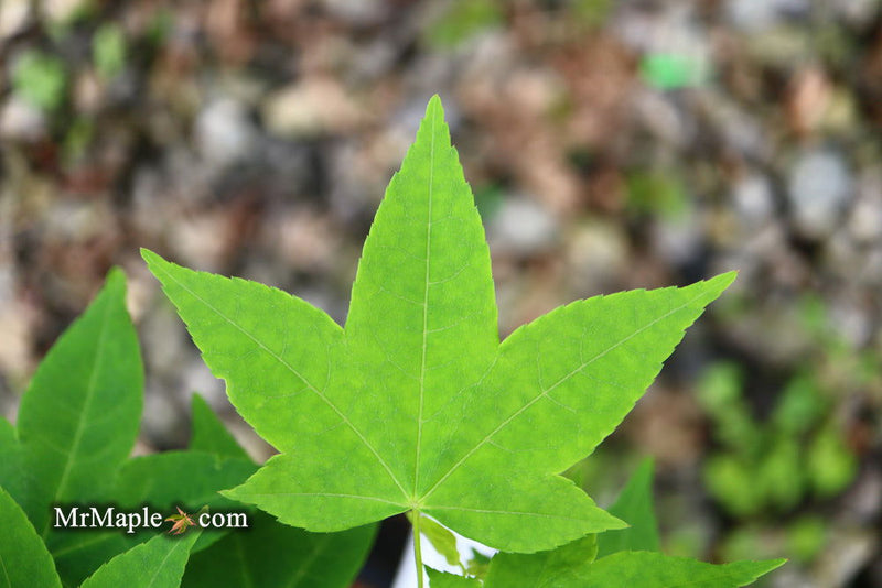 - Acer olivaceum Rare Chinese Olive Maple - Mr Maple │ Buy Japanese Maple Trees