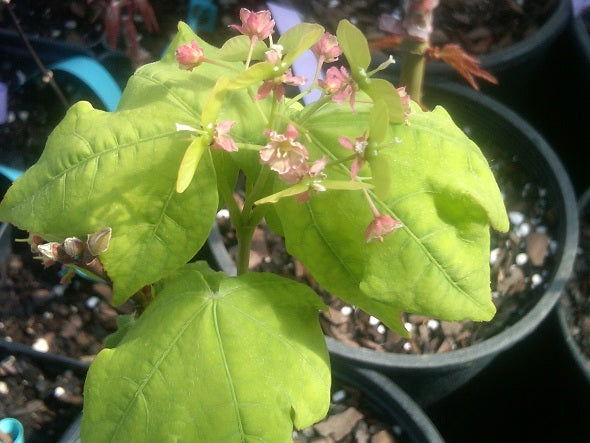 - Acer olivaceum Rare Chinese Olive Maple - Mr Maple │ Buy Japanese Maple Trees