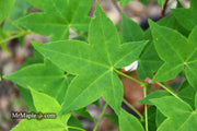 - Acer olivaceum Rare Chinese Olive Maple - Mr Maple │ Buy Japanese Maple Trees