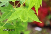 - Acer olivaceum Rare Chinese Olive Maple - Mr Maple │ Buy Japanese Maple Trees
