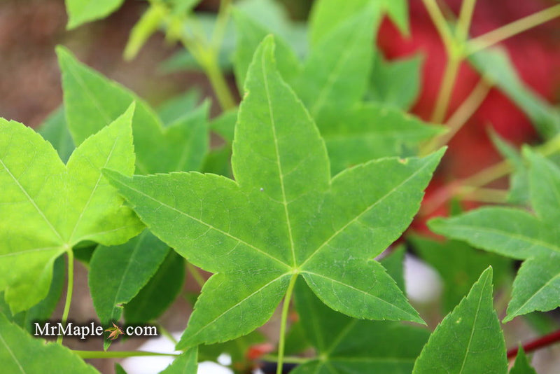 - Acer olivaceum Rare Chinese Olive Maple - Mr Maple │ Buy Japanese Maple Trees