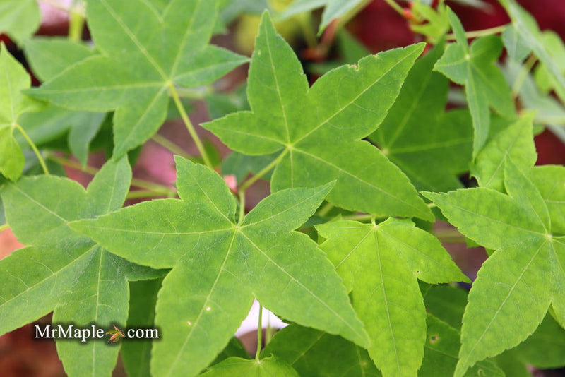 - Acer olivaceum Rare Chinese Olive Maple - Mr Maple │ Buy Japanese Maple Trees