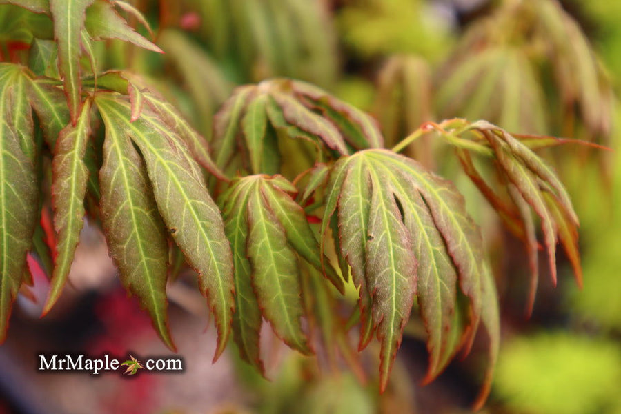 Buy Acer oliverianum 'Hot Chicken' Japanese Maple — Mr Maple │ Buy ...
