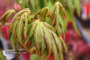 - Acer oliverianum ‘Hot Chicken’ Japanese Maple - Mr Maple │ Buy Japanese Maple Trees