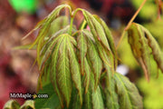 - Acer oliverianum ‘Hot Chicken’ Japanese Maple - Mr Maple │ Buy Japanese Maple Trees