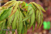 - Acer oliverianum ‘Hot Chicken’ Japanese Maple - Mr Maple │ Buy Japanese Maple Trees