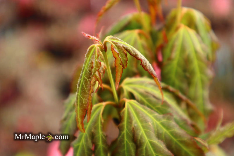 - Acer oliverianum ‘Hot Chicken’ Japanese Maple - Mr Maple │ Buy Japanese Maple Trees