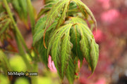 - Acer oliverianum ‘Hot Chicken’ Japanese Maple - Mr Maple │ Buy Japanese Maple Trees