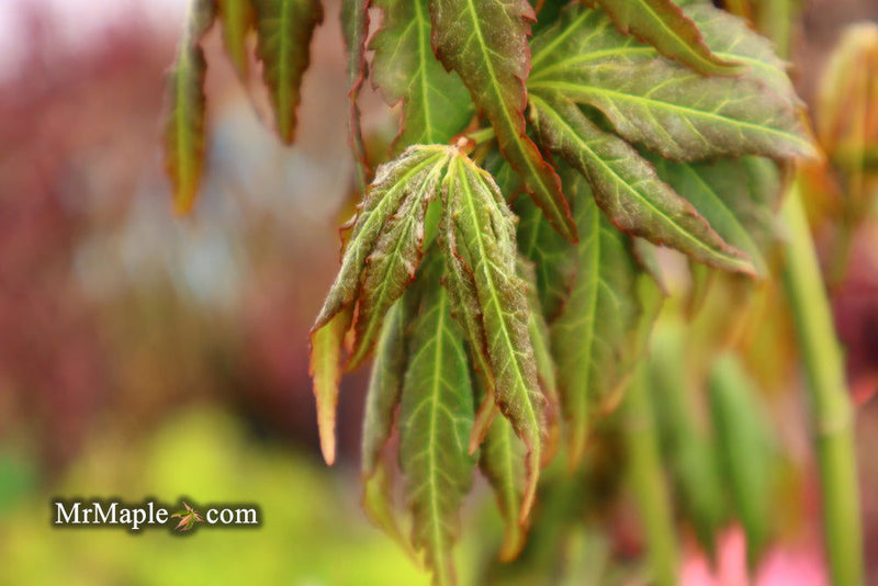 - Acer oliverianum ‘Hot Chicken’ Japanese Maple - Mr Maple │ Buy Japanese Maple Trees
