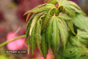 - Acer oliverianum ‘Hot Chicken’ Japanese Maple - Mr Maple │ Buy Japanese Maple Trees